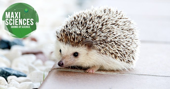 Surdité, hérisson et réchauffement climatique, les 8 actus sciences que vous devez connaître ce 13 janvier