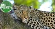 Données personnelles, léopard et Australie, les 8 actus sciences que vous devez connaître ce 7 janvier