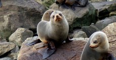 Six bébés phoques retrouvés décapités sur une plage de Nouvelle-Zélande