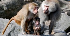 Après un succès sur le babouin, les greffes d'organes d'animaux chez l'Homme se rapprochent