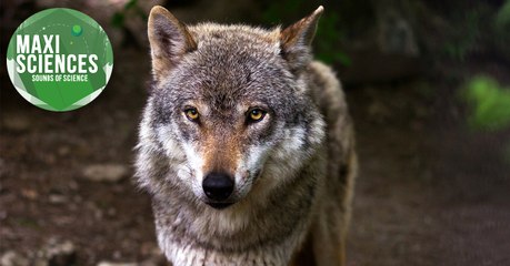 Gecko, incendie et loup, les 8 actus sciences que vous devez connaître ce 10 décembre