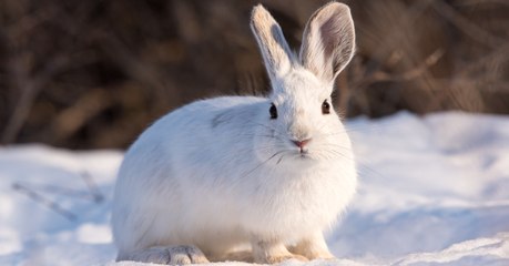 Des scientifiques surprennent des lièvres du Canada en plein cannibalisme