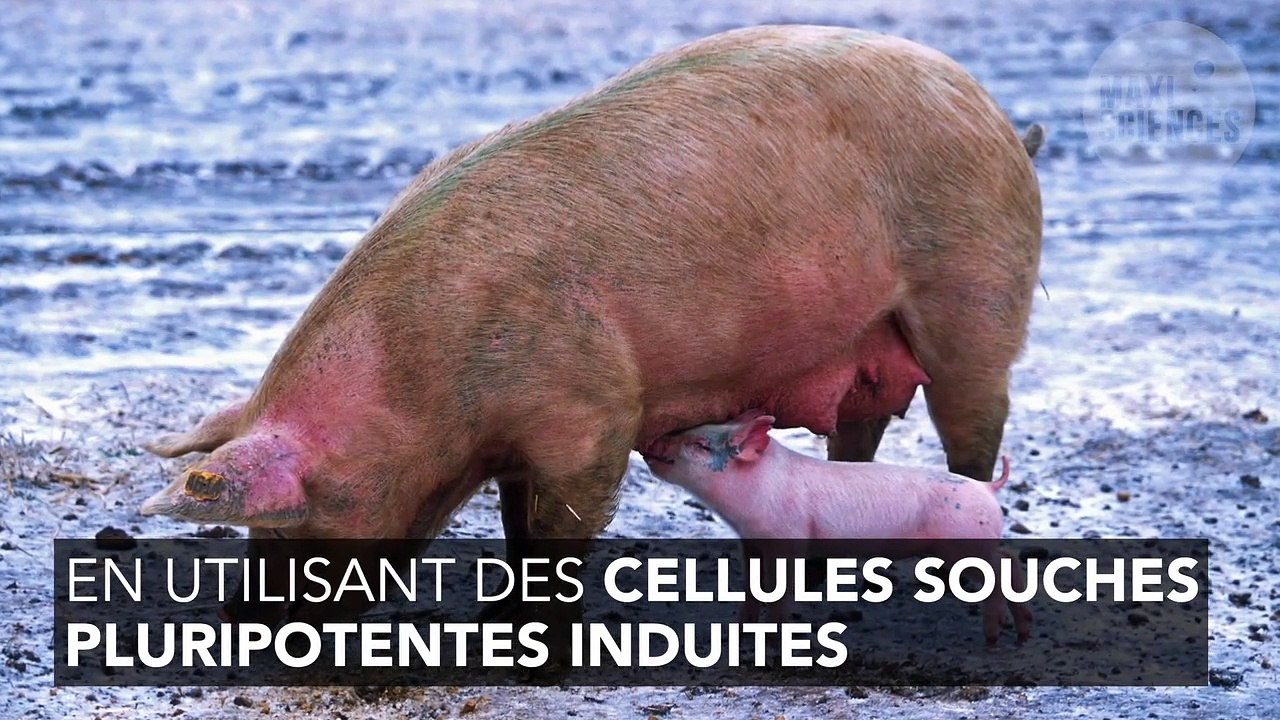 Des truies pourraient faire croître des organes humains d'ici 1 an