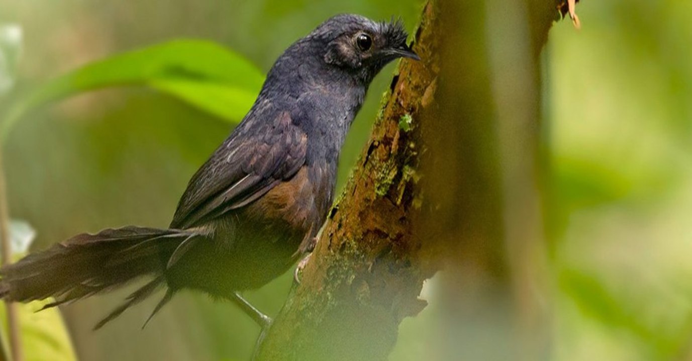 Les scientifiques ont aperçu l'oiseau "le plus rare du monde"
