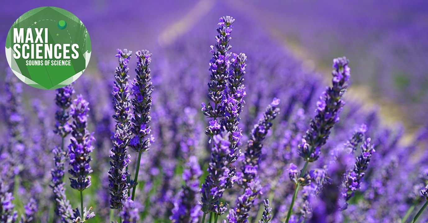 Plastique, huile d'olive et lavande, les 8 actus sciences que vous devez connaître ce 31 décembre