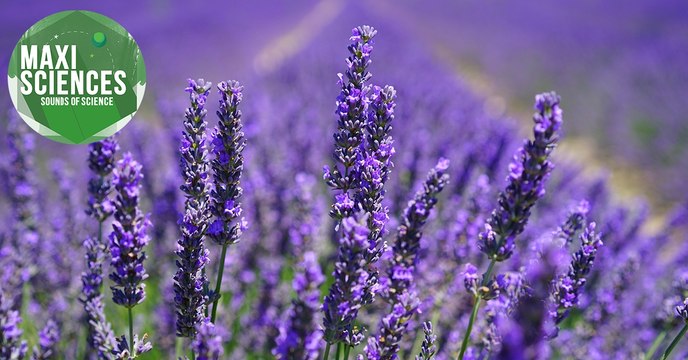 Plastique, huile d'olive et lavande, les 8 actus sciences que vous devez connaître ce 31 décembre