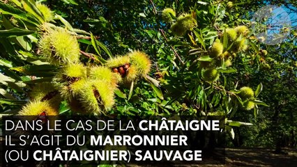 Quelle est la différence entre un marron et une châtaigne ?