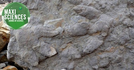 Migraine, poisson et drone, les 8 actus sciences que vous devez connaître ce 19 décembre