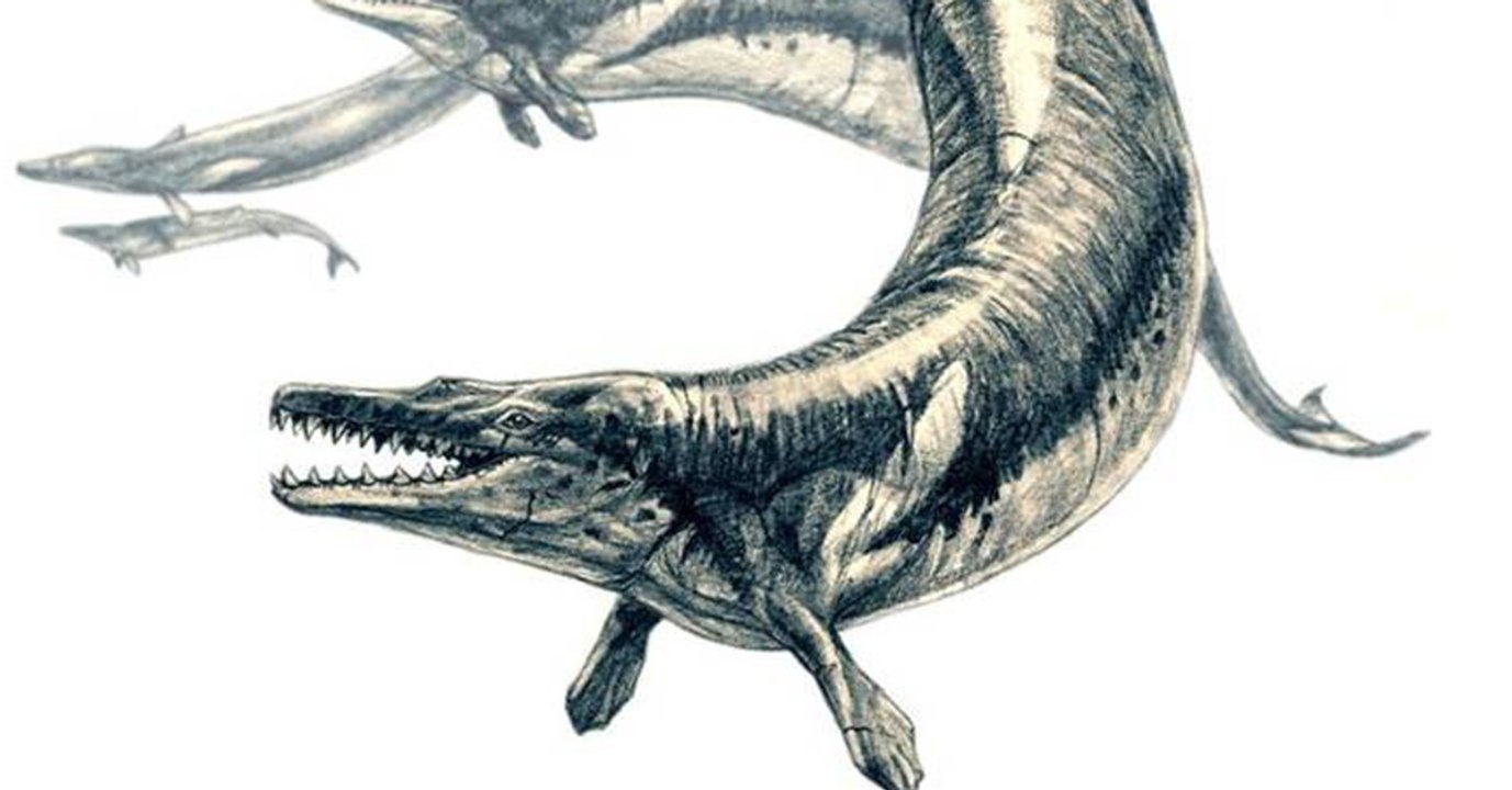 Des scientifiques découvrent les restes d'une baleine... à l'intérieur d'une autre baleine fossile