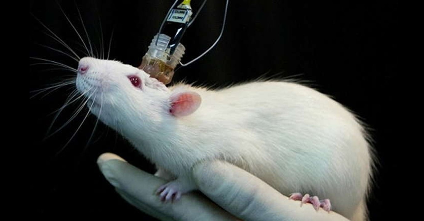 Des chercheurs ont créé des "rats cyborgs" contrôlables par la pensée