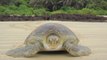 A cause du réchauffement climatique, les tortues vertes seront toutes femelles en 2100