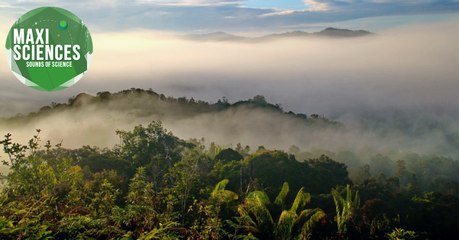 Chicha, termites et monogamie, les 8 actus sciences que vous devez connaître ce 14 janvier