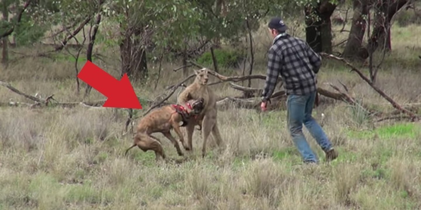 Ein Mann rettet seinen Hund vor einem Känguru