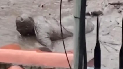 Görüntüler çok vahim! Ekvador'daki selde can kaybı 24'e yükseldi