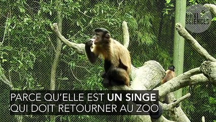 Maladie : Elle se prend pour un singe, elle souffre en fait d'une inflammation du cerveau