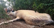 Une carcasse de baleine découverte à l'orée de la forêt amazonienne