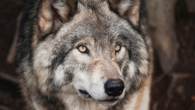 Les scientifiques identifient la formule génétique de la monogamie… chez les animaux