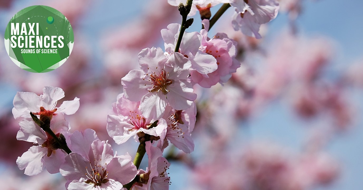Moustique, Grande barrière de corail et cerisier, les 8 actus sciences que vous devez connaître ce 17 février
