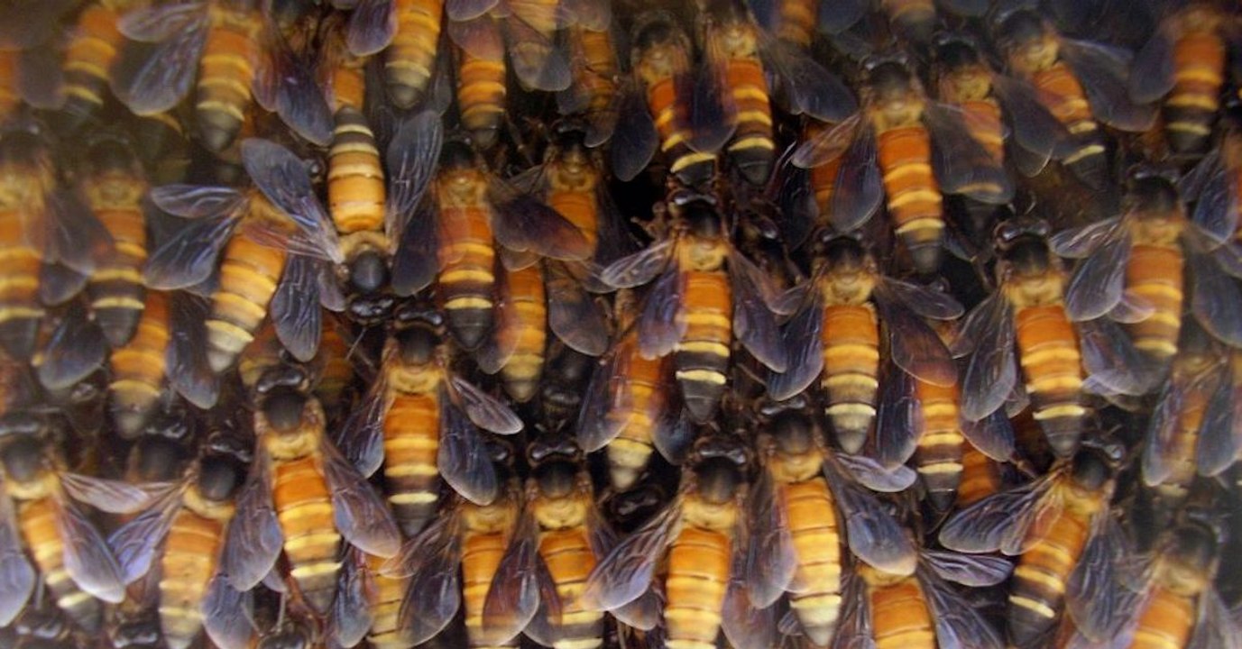 Pour se défendre face aux prédateurs, ces abeilles font la "ola"