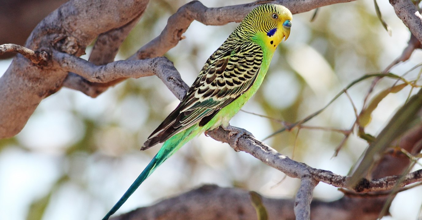 Les perruches femelles préfèrent les mâles intelligents