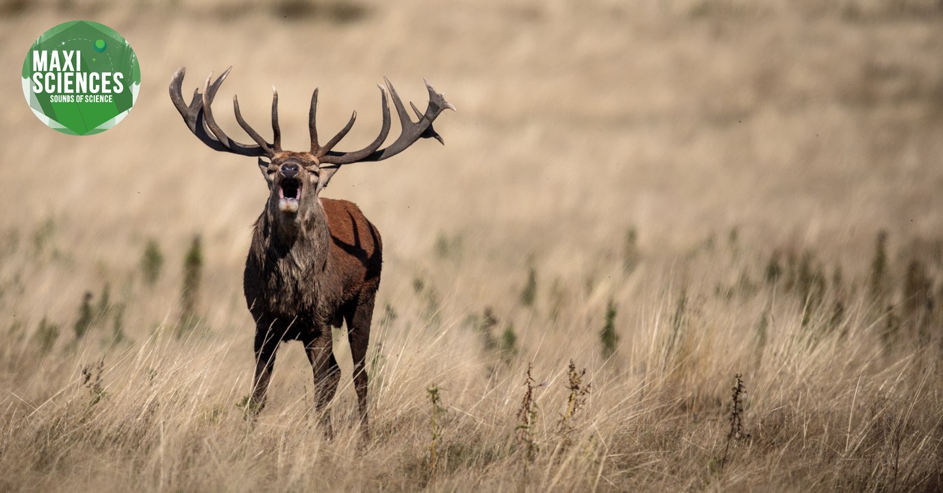 Mammouth, cerf et téléphone, voici les 8 actus sciences que vous devez connaître ce 23 février