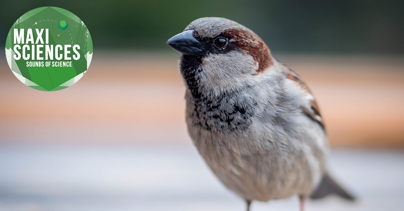 Publicité céleste, pesticide et robot, les 8 actus sciences que vous devez connaître ce 17 janvier