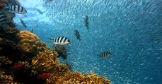 Changement climatique : les océans subissent des changements biologiques sans précédent