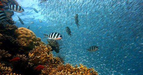 Changement climatique : les océans subissent des changements biologiques sans précédent