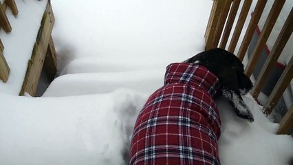 Pup Plows Down Snowy Steps