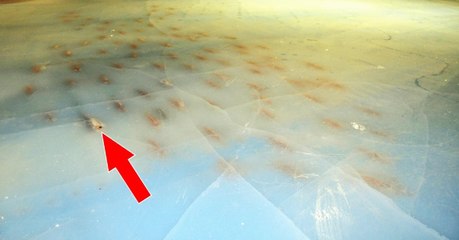 Auf dieser Eisbahn in Japan läuft man auf 5000 Fischen Schlittschuh