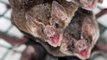 Le venin de chauve-souris vampire pourrait nous aider à guérir de nombreuses maladies