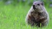 Groundhogs Have Dueling Predictions About When Spring Will Get Here