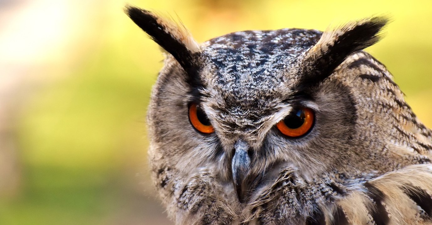 Des chercheurs suédois mettent au point une caméra pour voir le monde comme les oiseaux
