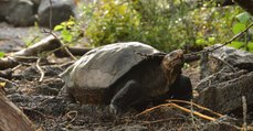 Cette tortue géante qu'on pensait éteinte depuis un siècle vient d'être redécouverte aux Galapagos