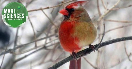 Oiseaux marins, cannabis et solitude, les 8 actus sciences que vous devez connaître ce 7 février