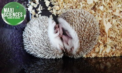 Youtube, Ultima Thule et hérissons, les 8 actus sciences que vous devez connaître ce 30 janvier