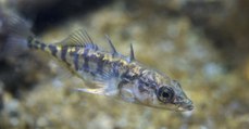 Ce petit poisson a donné naissance à une cinquantaine de petits, apparemment sans avoir été fécondé