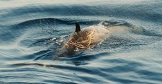 Des scientifiques demandent l’arrêt des sonars militaires pour sauver les baleines de Cuvier