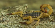 Le Brésil est envahi par des scorpions venimeux, et c'est en partie à cause du changement climatique
