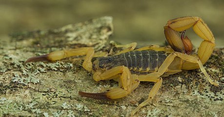 Le Brésil est envahi par des scorpions venimeux, et c'est en partie à cause du changement climatique