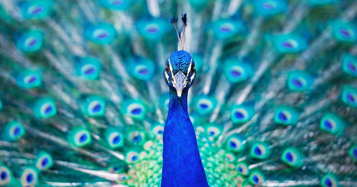 Des chimistes percent les secrets des couleurs des plumes de paons et des arcs-en-ciel