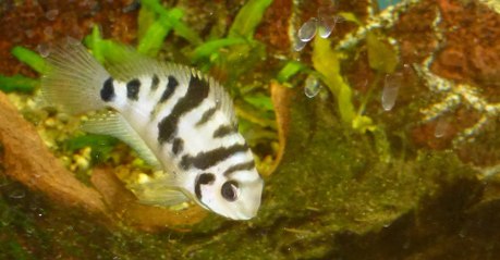 Amour : Les poissons aussi peuvent avoir le coeur brisé