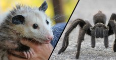 Les images horrifiantes d'une tarentule géante qui capture un bébé opossum (Vidéo)