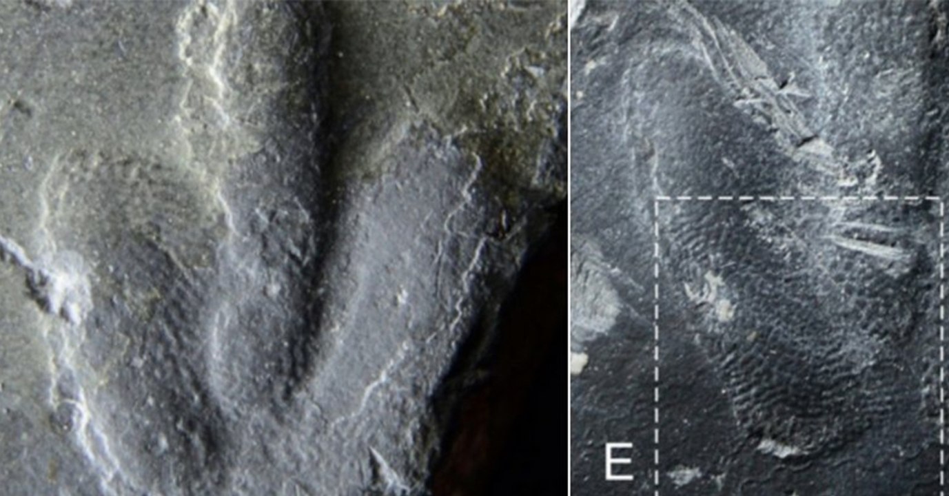 D'incroyables empreintes de dinosaure nous révèlent à quoi ressemblait sa peau