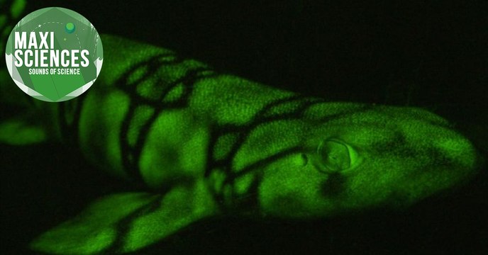 Requin, différence homme-femme et mélanome, les actus sciences que vous devez connaître ce 12 août