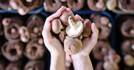 Manger des champignons protégerait le cerveau du vieillissement