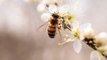Un tiers des colonies d'abeilles ont disparu l'hiver dernier en France