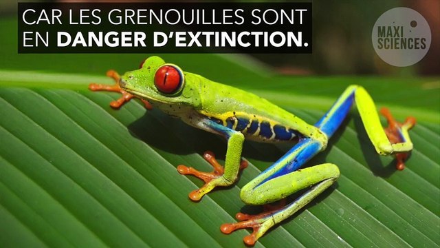La plus grandes des épidémies décime les grenouilles à grande vitesse