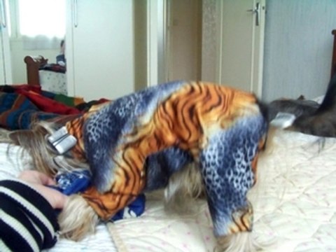 Amour et ses 3 petits chiens adorés !!!!