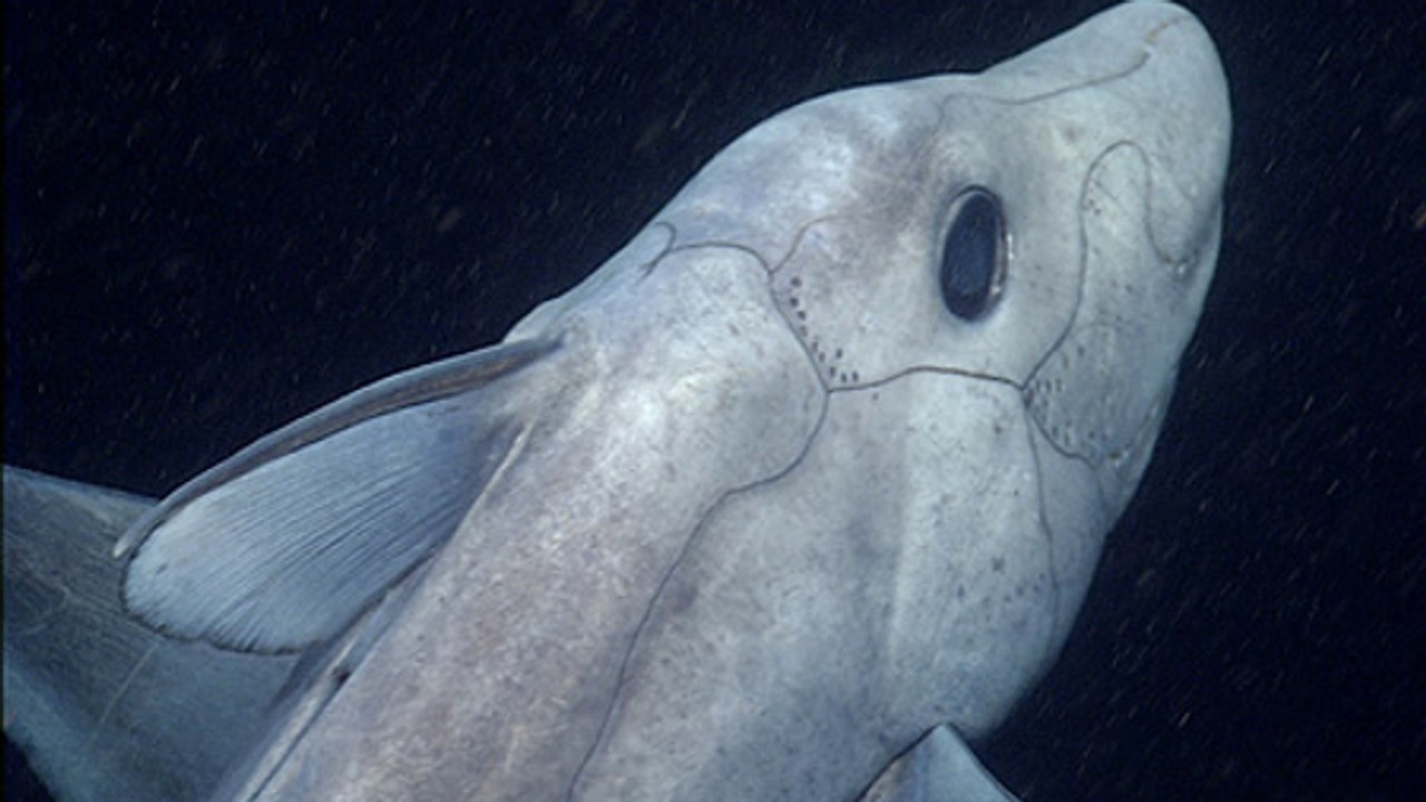 Erstaunlicher Geisterhai erstmals in den Tiefen des Ozeans gefilmt